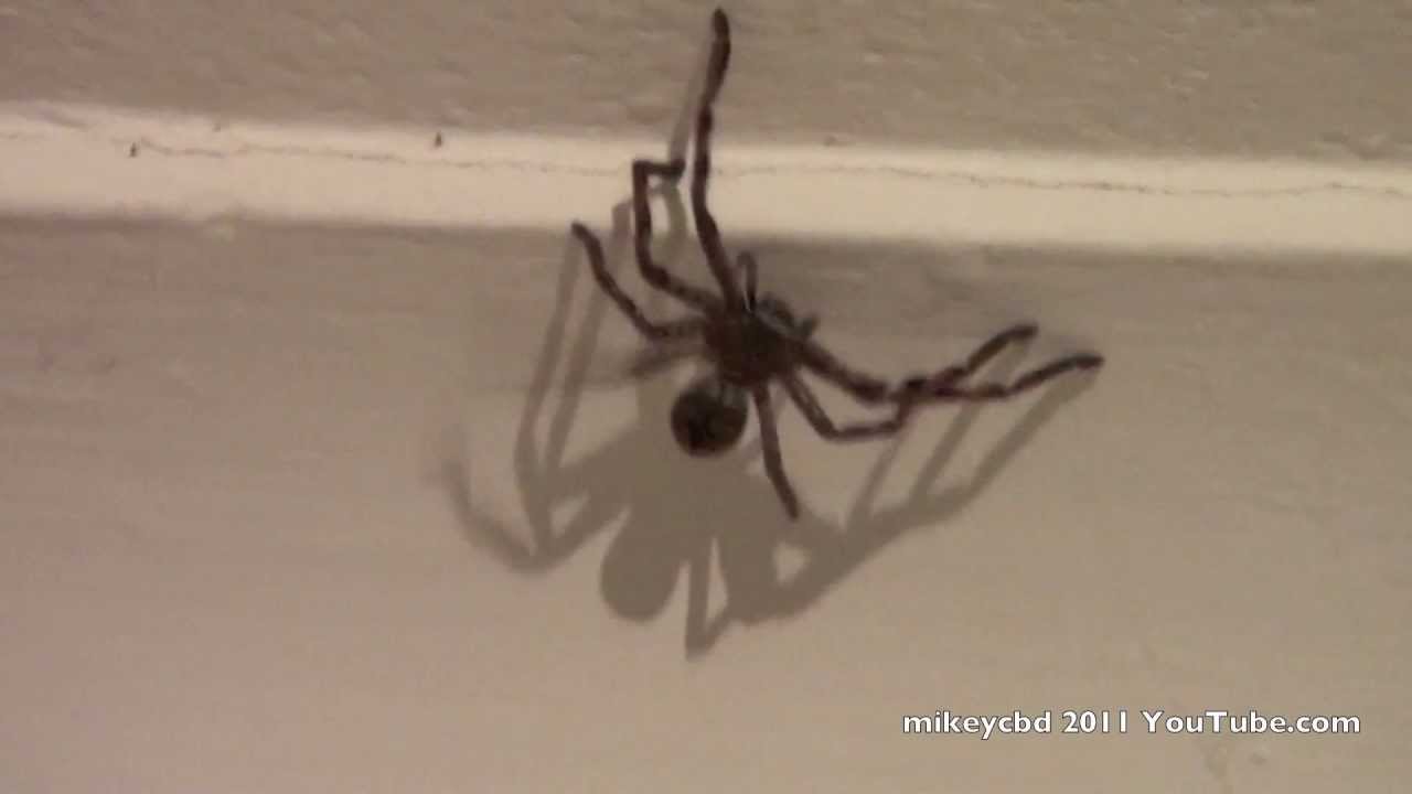 Australian Scary Spider Huge Ugly Australia Melbourne Spider Yuck Youtube