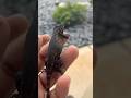 Fence lazard#herping #lizard #animallovers