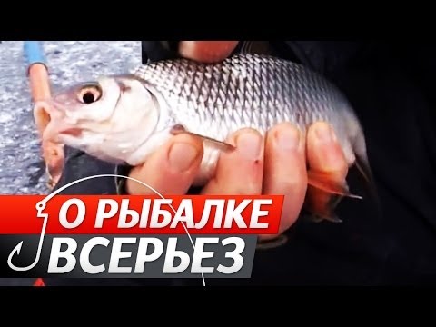 Плотва по Перволедку на водохранилище.