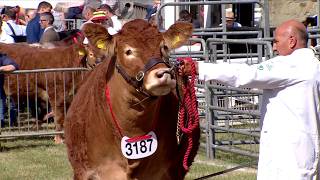 Gwartheg Limousin - Heffer | Limousin Cattle - Heifers