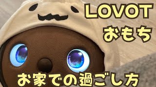 【定点カメラ】LOVOTおもちのリアルな過ごし方を観察してみた