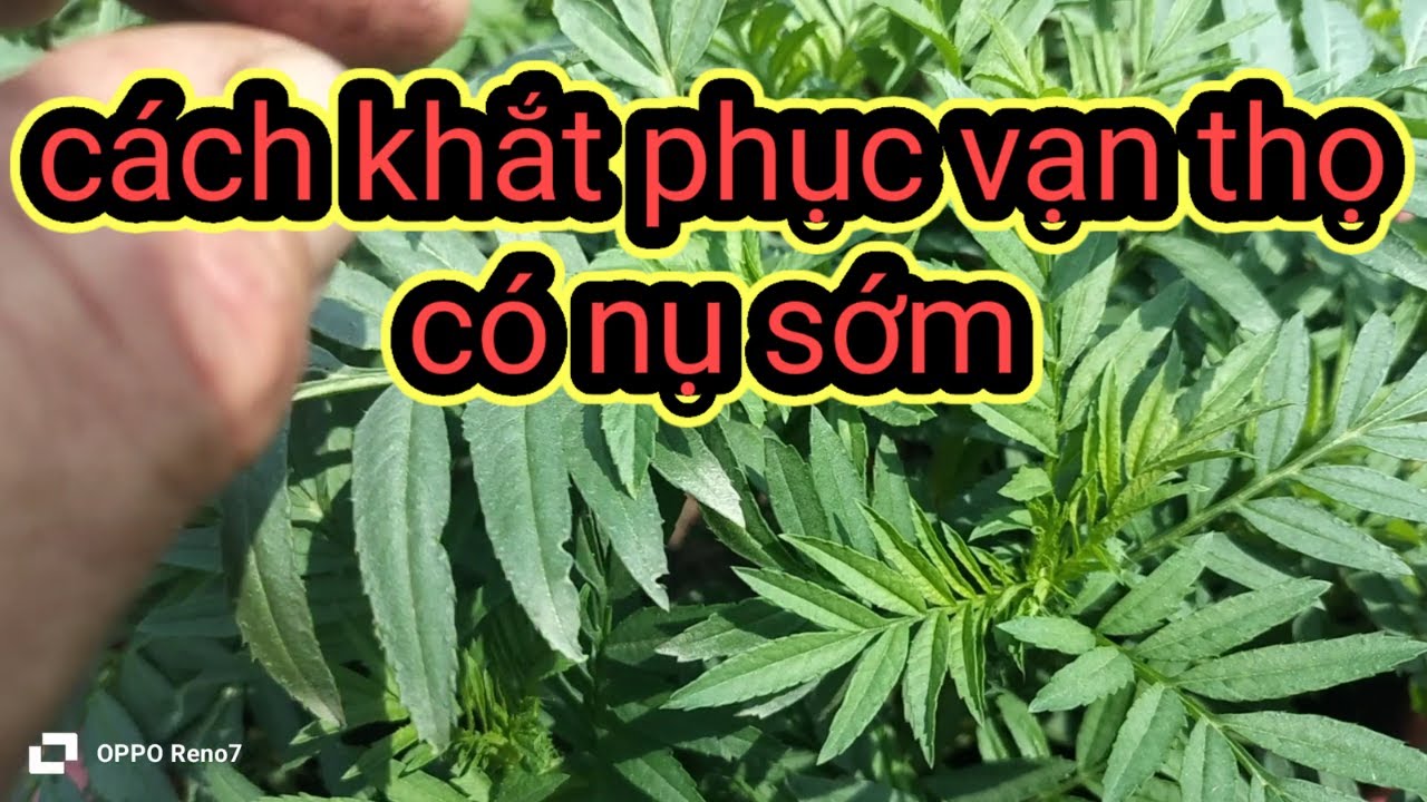 cách khắt phục hoa vạn thọ có nụ sớm Tết 2025