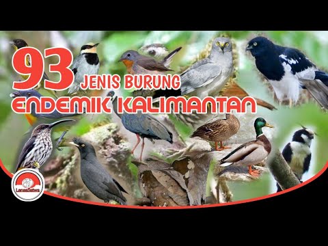 Video: Burung jalur tengah: daftar, deskripsi. Burung hutan dan kota