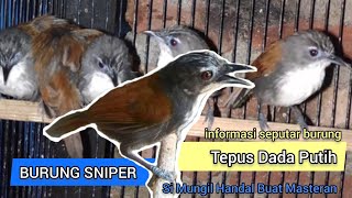 Burung Sniper, Tepus Dada Putih. Burung Masteran dengan Harga Terjangkau.