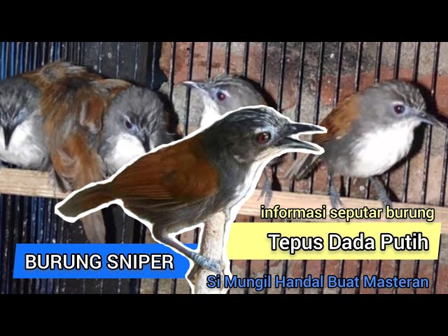 Burung Sniper, Tepus Dada Putih. Burung Masteran dengan Harga Terjangkau. class=