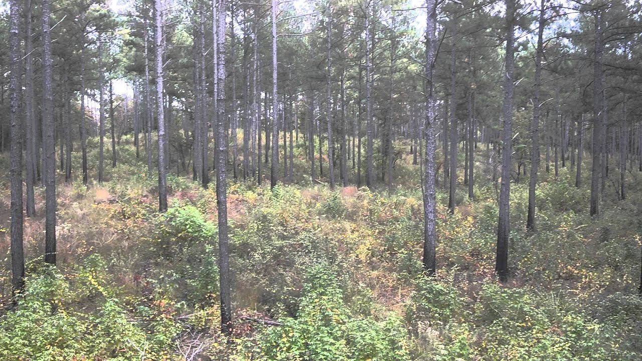 Deer hunting in edgefield YouTube