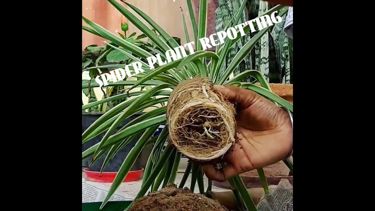 Spider Plant Repotting 