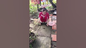 Cắm câu cá lóc mùa nước nổi tập 8 #xuhuong #xuhuongyoutube #321shorts #shorts