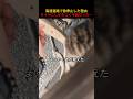 高速道路で急停止した理由タイヤにしがみつく子猫だった…