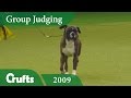 Boxer wins Working Group Judging at Crufts 2009 | Crufts Dog Show