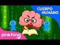 Cerebro  cuerpo humano  pinkfong canciones infantiles