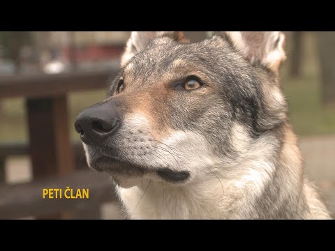 [Emisija] Peti član - Čehoslovački vučji pas