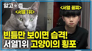 “제가 동물보다 서열이 낮은 거 같아서 서러워요…” 잘 때나 놀 때나 언제나 둘째만 골라 공격하는 고양이와 상처가 아물 날이 없는 둘째│고양이를 부탁해│알고e즘