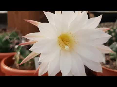 Mijn Prachtige (ECHINOPSIS - SUBDENUDATA) in De Broeikas & Bloei periode Summer Flowers & verzorging