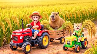 Monkey Farmer and Cat JCB Drives Tractor to Harvest Rice and Rescue Capybara from Cage