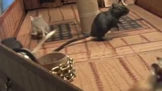 Gerbils of the Caribbean