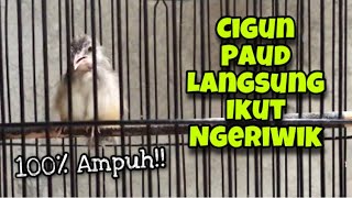 Cigun Paud Belajar Ngebren Panjang, Untuk Pancingan dan Terapi Cigun Paud Jantan Agar Cepat Ngeriwik