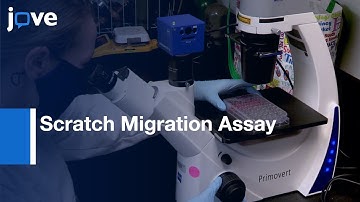Cost Effective & Adaptable Scratch Migration Assay l Protocol Preview