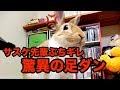 【おもしろぺット動画】うさぎがご主人様の爪切りの音にマジギレして足ダン！