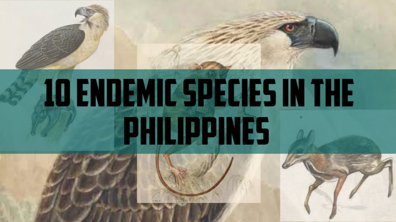 10 Endemic Species In The Philippines YouTube 10 Endemic Species In The Philippines YouTube