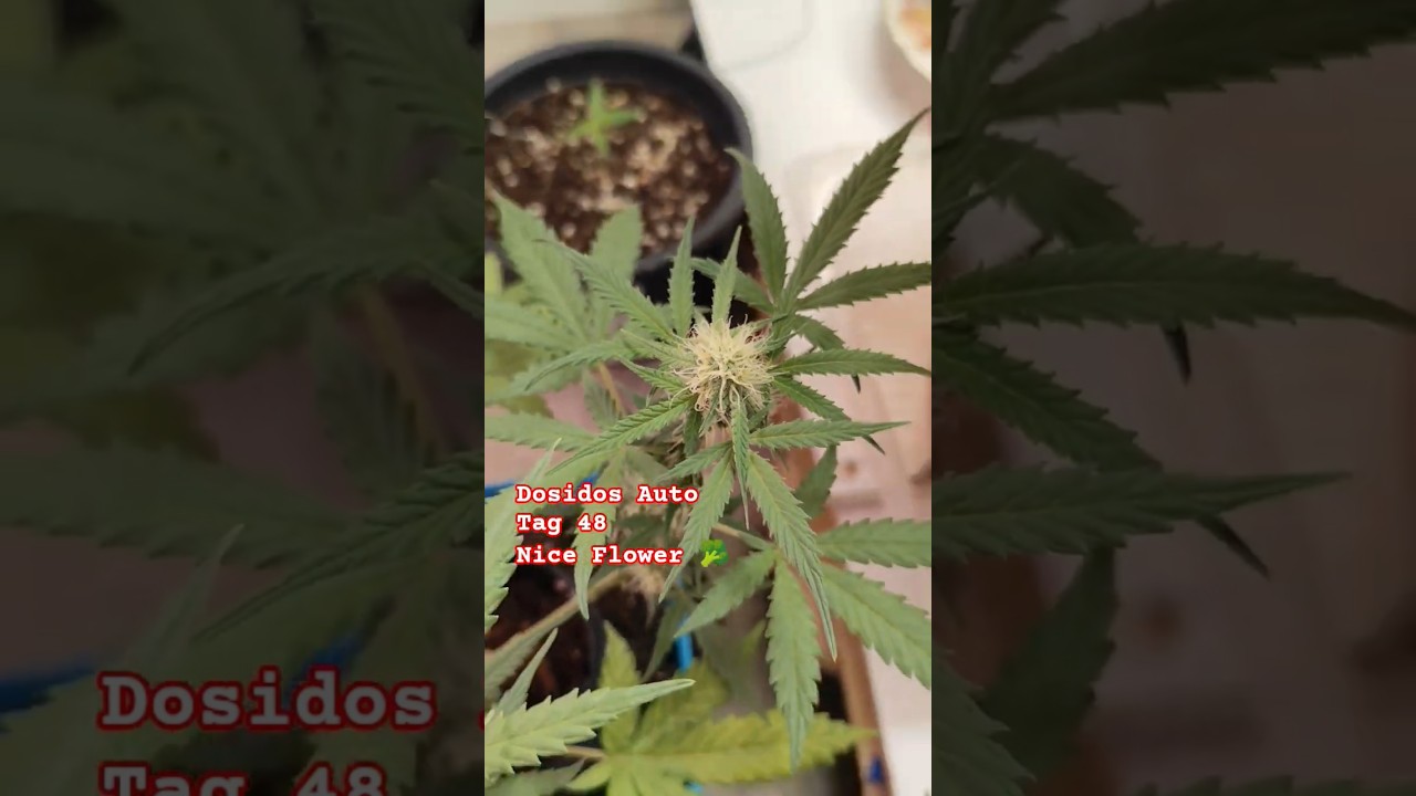 Dosidos Auto 🥦 Tag 48 