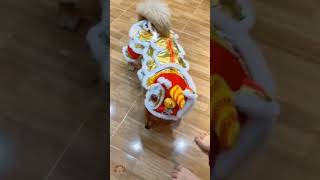 KN - Chú Chó Mang Đồ Múa Lân Tết Trung Thu 2021 Siêu Đáng Yêu \ Lion Dance