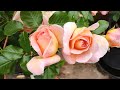 David Austin Abraham Darby and other DA roses