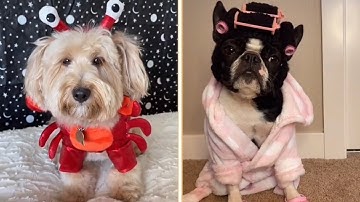 Oh no no  song  | funny animals TikTok compilation