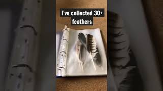 My Feather Collection