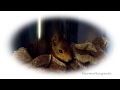 Ноби заправляет свою кроватку. Tame squirrel Noble