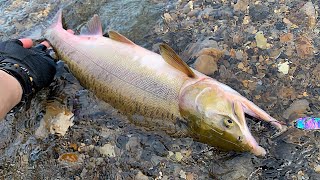 北海道の海でサーモンフィッシング！ 9月のカラフトマス釣り 【北海道 ソルトルアー】      Hokkaido Lure Salmon Fishing.