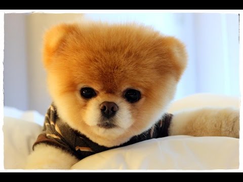 Самые известные домашние животные модного мира