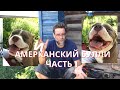 Американский булли - собака улыбака! Часть 1.