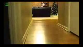 Ultimate Funny Stalking Cat Video Compilation 2013 NEW HD