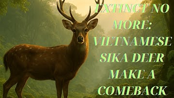 The Return of the Vietnamese Sika Deer: A Miracle in the Wild