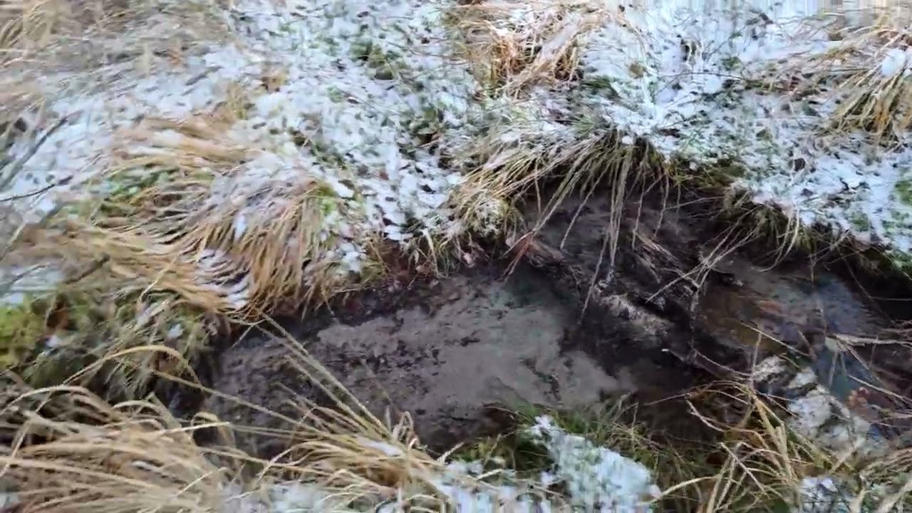 A walk through a snowy forest