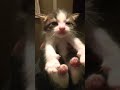 Meet broly the 4th kitten broly catdaddy youtubeshorts