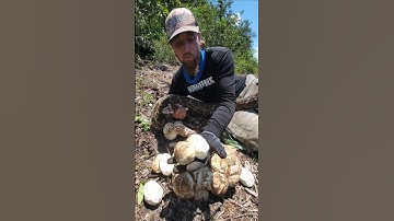 PYTHON NEST! #fyp #foryou #explorepage #explore #snake #reptile #python #burmesepython #florida#fypシ