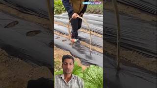 Modern Farming techniques #farming #kisan