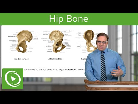 Hip Bones: Ischium, Ilium & Pubis – Anatomy | Lecturio