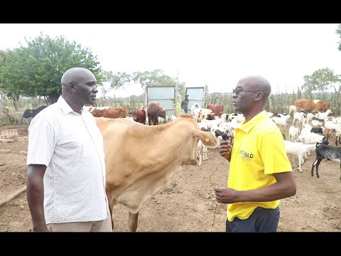 DAVID MAINA: CHANGING THE NARRATIVE OVER FARMING IN MARERENI WITH COWS, GOATS AND NAPPIER GRASS