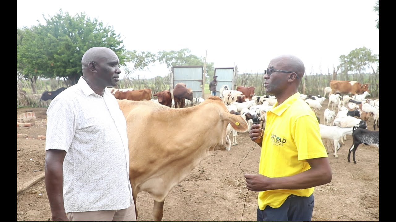 DAVID MAINA: CHANGING THE NARRATIVE OVER FARMING IN MARERENI WITH COWS, GOATS AND NAPPIER GRASS