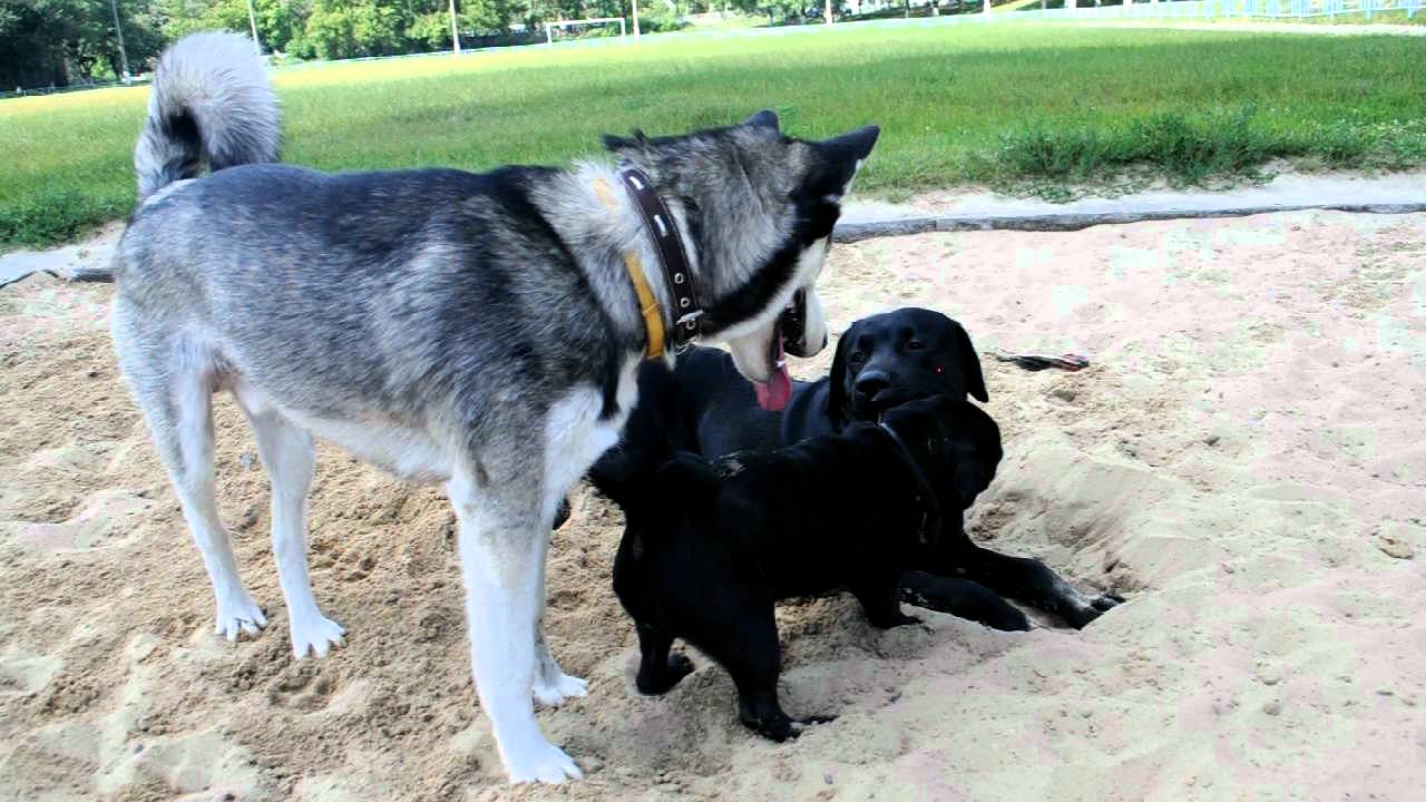 Siberian Husky And Other Dogs Youtube