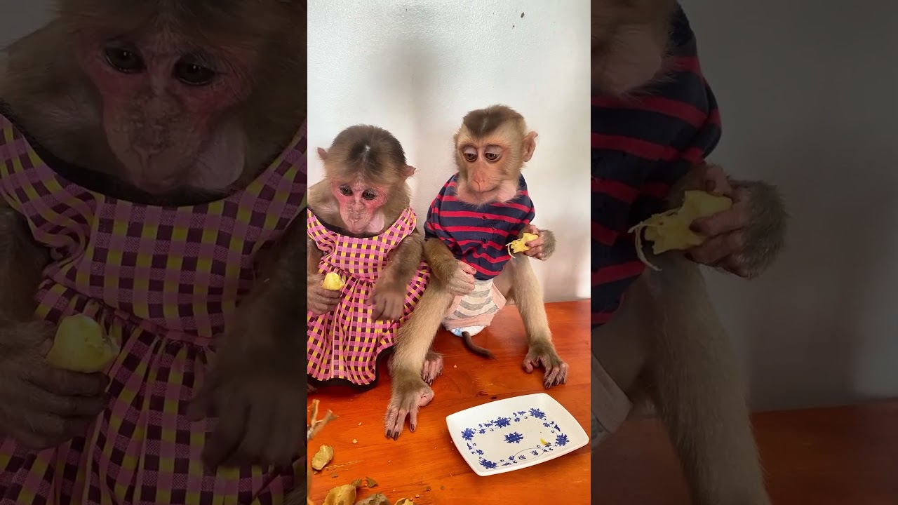 Smart monkey learns new tricks from owner daily 🧠🐒 