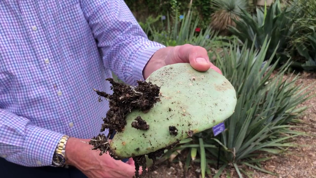 Plant Features: Prickly Pear 