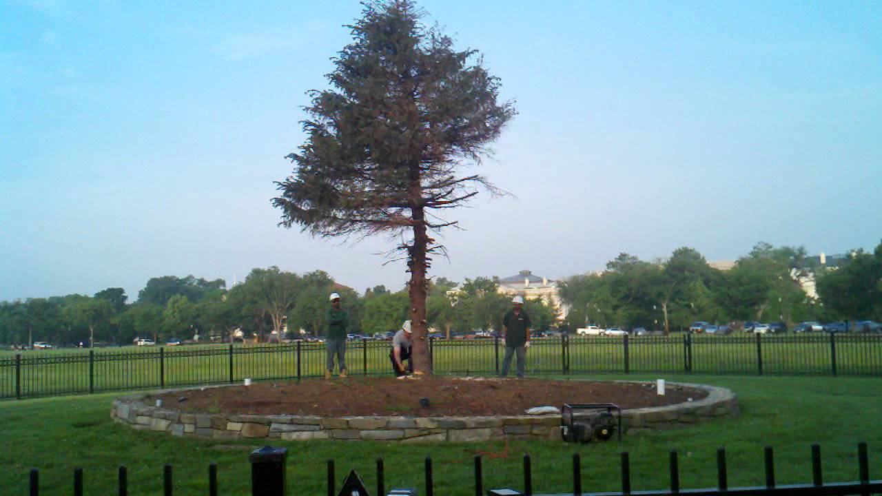 Christmas Tree cut down on the National Mall YouTube