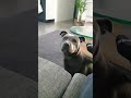 Good Chat - Holly The Blue Staffy #shorts