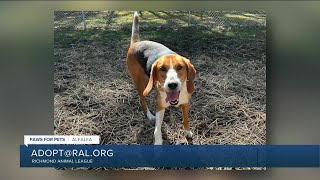 Paws for Pets: Alfalfa, happy-go-lucky, loves to play with other dogs