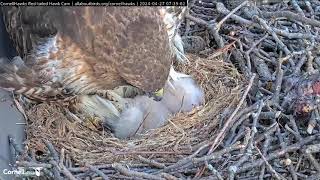 Cornell Lab  Red-tailed Hawks- Myszołowy rdzawosterne-Witamy 2 pisklę🐥🌹🍀🐥🌹🍀🥚🍀🌹🥚🍀🌹- 1 karmienie 😅😅😅