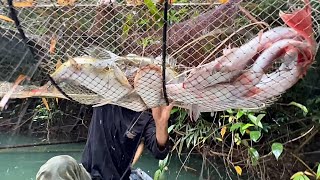 Download Lagu Bão Rừng Thời Tiết Khắc Nghiệt Là Lúc Bầy Cá Lăng Lớn Đi Săn Mồi // Fish Traps in the Rainforest MP3 Download Lagu Bão Rừng Thời Tiết Khắc Nghiệt Là Lúc Bầy Cá Lăng Lớn Đi Săn Mồi // Fish Traps in the Rainforest MP3